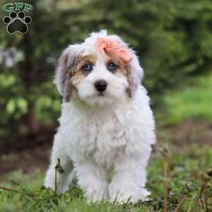 Missy, Mini Bernedoodle Puppy